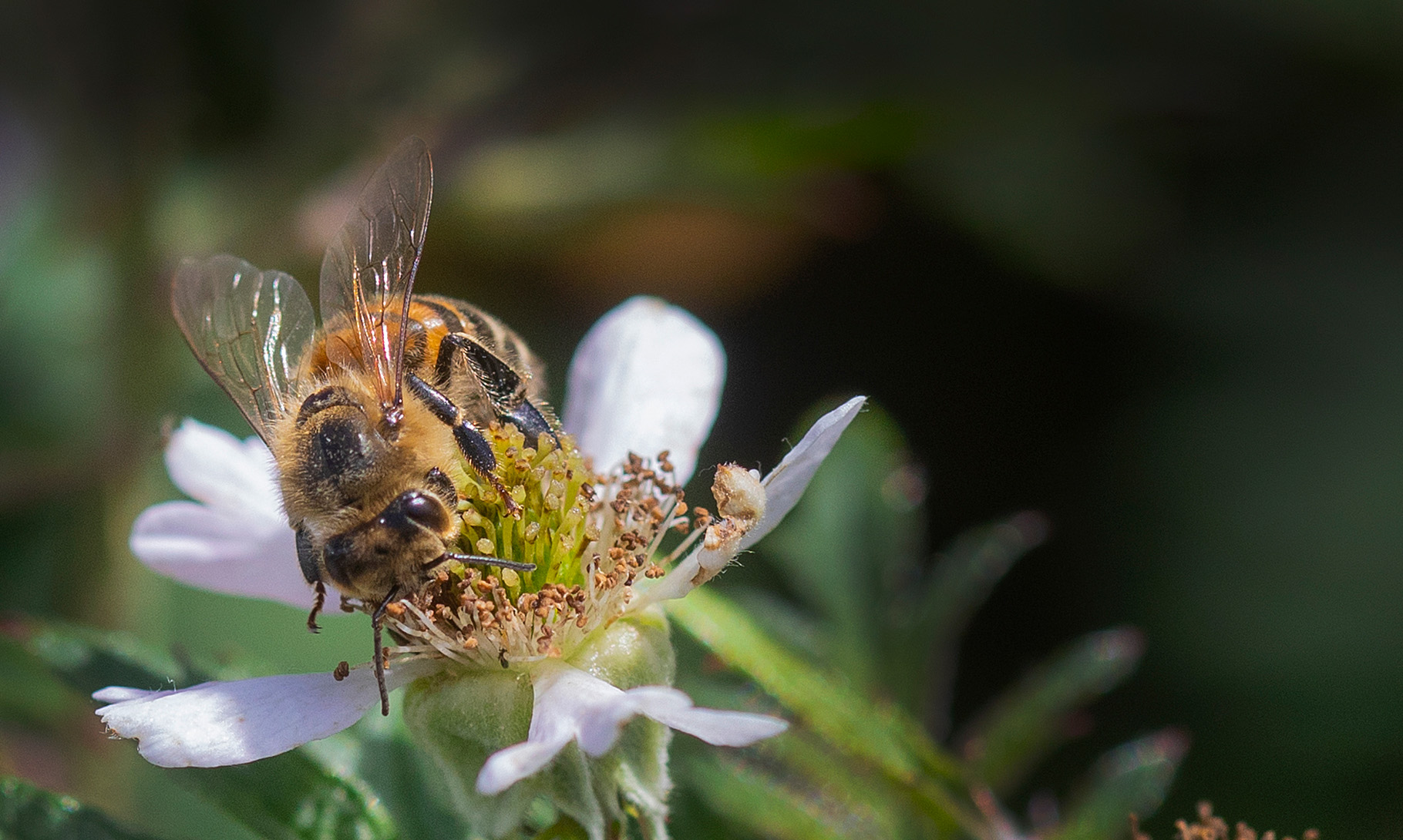 Ett bi samlar pollen från vit blomma
