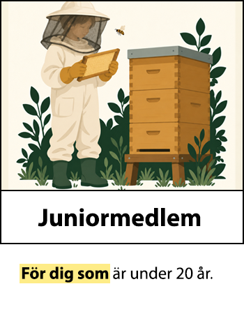 Juniormedlem