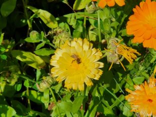 Ett bi besöker en blomma på sensommaren. Foto: Carl Öhrn.