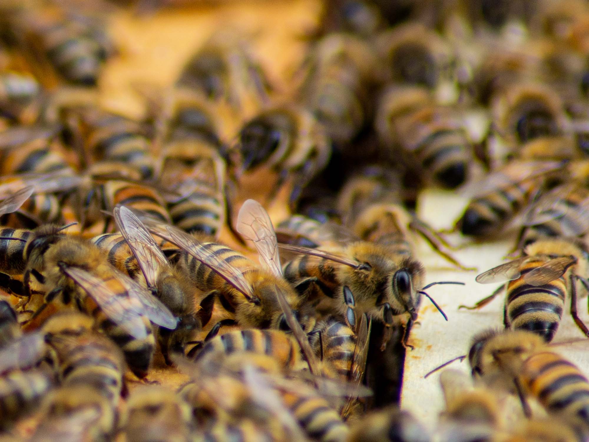 närbild på bin i bikupa