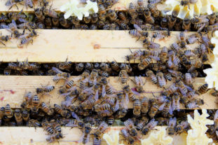 Bin som kryper på ramar i en bikupa sett uppifrån.